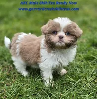 Lavender and White Male, a male Shih Tzu for sale in Oakville, WA – Photo 1 of 9