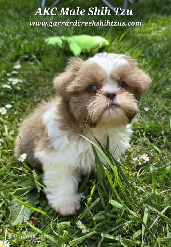 Lavender and White Male – Shih Tzu puppy for sale in Oakville, WA