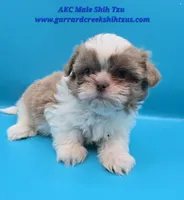 Lavender and White Male, a male Shih Tzu for sale in Oakville, WA – Photo 6 of 9