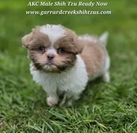 Lavender and White Male, a male Shih Tzu for sale in Oakville, WA – Photo 2 of 9