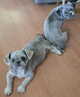 Lavender and White Male, a male Shih Tzu for sale in Oakville, WA – Photo 8 of 9