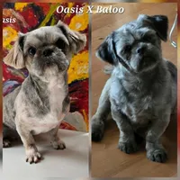 Lavender and White Male, a male Shih Tzu for sale in Oakville, WA – Photo 7 of 9