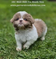 Lavender and White Male, a male Shih Tzu for sale in Oakville, WA – Photo 3 of 9