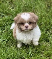 Lavender and White Male, a male Shih Tzu for sale in Oakville, WA – Photo 5 of 9