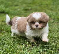 Lavender and White Male, a male Shih Tzu for sale in Oakville, WA – Photo 4 of 9