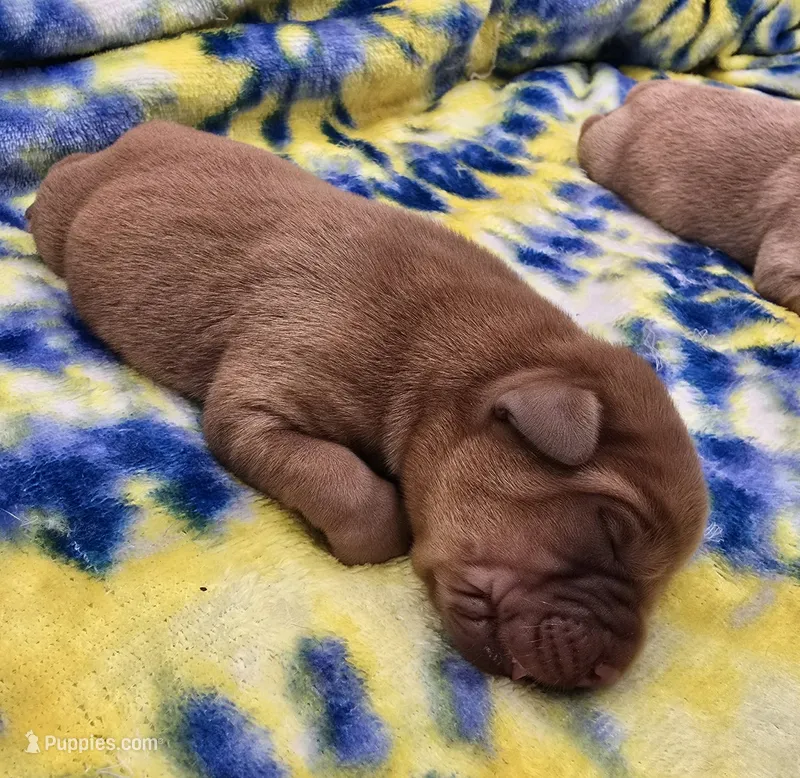 Indi X Brooks Male – Labrador Retriever puppy for sale in Oakville, WA