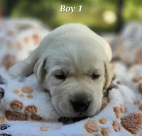 Kush X Talon Light Male, a male Labrador Retriever for sale in Oakville, WA – Photo 2 of 5