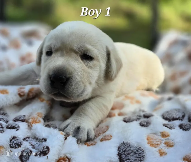 Kush X Talon Light Male