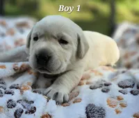 Kush X Talon Light Male, a male Labrador Retriever for sale in Oakville, WA – Photo 1 of 5