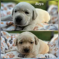 Kush X Talon Light Male, a male Labrador Retriever for sale in Oakville, WA – Photo 3 of 5