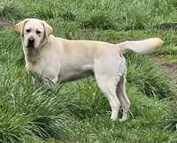 Kush X Talon Light Male, a male Labrador Retriever for sale in Oakville, WA – Photo 5 of 5