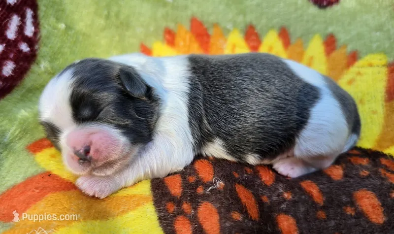 AKC Blue and White Female 2 – Shih Tzu puppy for sale in Oakville, WA