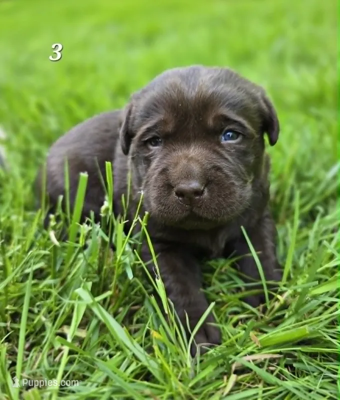 Chocolate Male Labrador  – Labrador Retriever puppy for sale in Oakville, WA