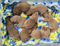 Fox Red Female, a female Labrador Retriever for sale in Oakville, WA – 2 of 5