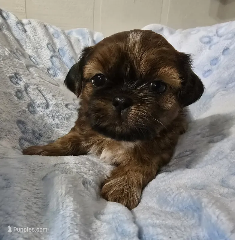AKC Male – Shih Tzu puppy for sale in Oakville, WA