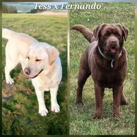 AKC Black Male 2, a male Labrador Retriever for sale in Oakville, WA – 4 of 5