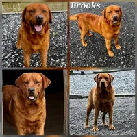 Fox Red Female 2, a female Labrador Retriever for sale in Oakville, WA – 5 of 5