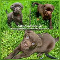 Male Chocolate Lab, a male Labrador Retriever for sale in Oakville, WA – 1 of 4
