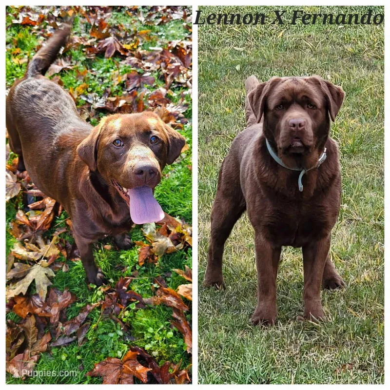 AKC Christmas Chocolate Labradors – Labrador Retriever puppy for sale in Oakville, WA