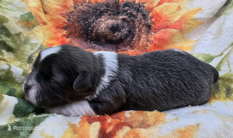 AKC Blue and White Female 1 – Shih Tzu puppy for sale in Oakville, WA