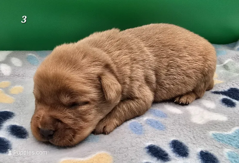 Fox Red Male – Labrador Retriever puppy for sale in Oakville, WA