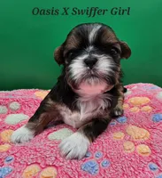 Oasis X Swiffer-AKC Girl 3, a female Shih Tzu for sale in Oakville, WA – Photo 3 of 6
