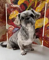 Oasis X Swiffer-AKC Girl 3, a female Shih Tzu for sale in Oakville, WA – Photo 5 of 6