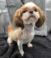 Oasis X Swiffer-AKC Girl 3, a female Shih Tzu for sale in Oakville, WA – Photo 6 of 6