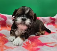 Oasis X Swiffer-AKC Girl 3, a female Shih Tzu for sale in Oakville, WA – Photo 1 of 6