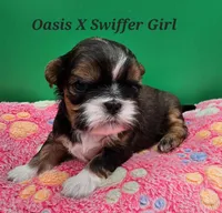 Oasis X Swiffer-AKC Girl 3, a female Shih Tzu for sale in Oakville, WA – Photo 2 of 6