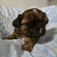 AKC Male, a male Shih Tzu for sale in Oakville, WA – 2 of 3