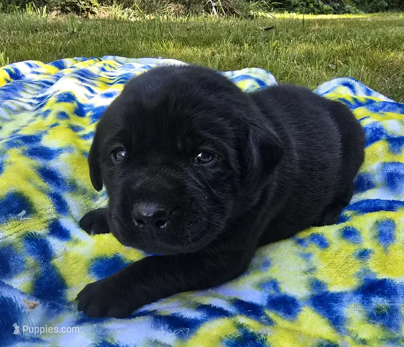 Black Female – Labrador Retriever puppy for sale in Oakville, WA