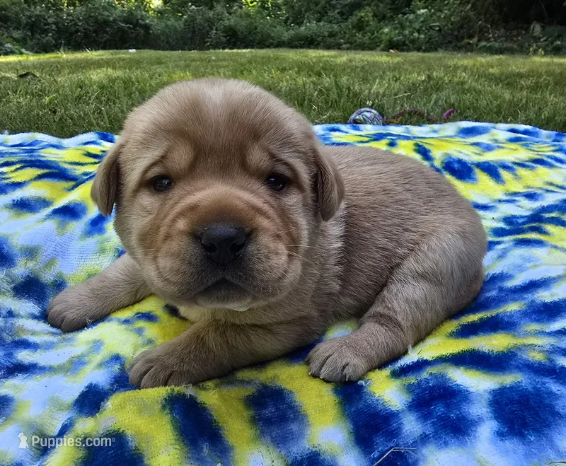 Fox Red Female – Labrador Retriever puppy for sale in Oakville, WA