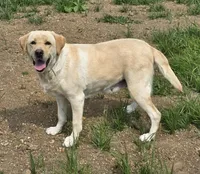 Reese's, a female Labrador Retriever for sale in Oakville, WA – 3 of 3