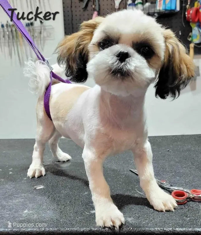 Tucker AKC, a male Shih Tzu for sale in Oakville, WA – Photo 1 of 2