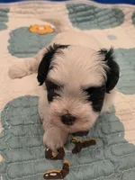 Havanese Male, a male Havanese for sale in Oakville, WA – 1 of 4