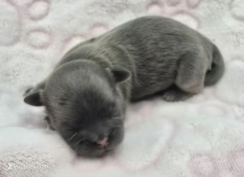 Blue Female – Shih Tzu puppy for sale in Oakville, WA