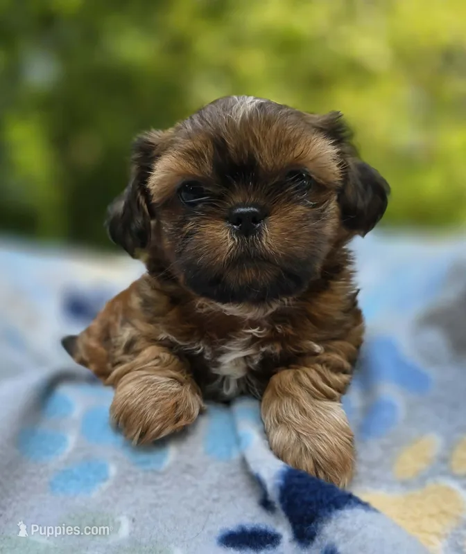 AKC Male – Shih Tzu puppy for sale in Oakville, WA