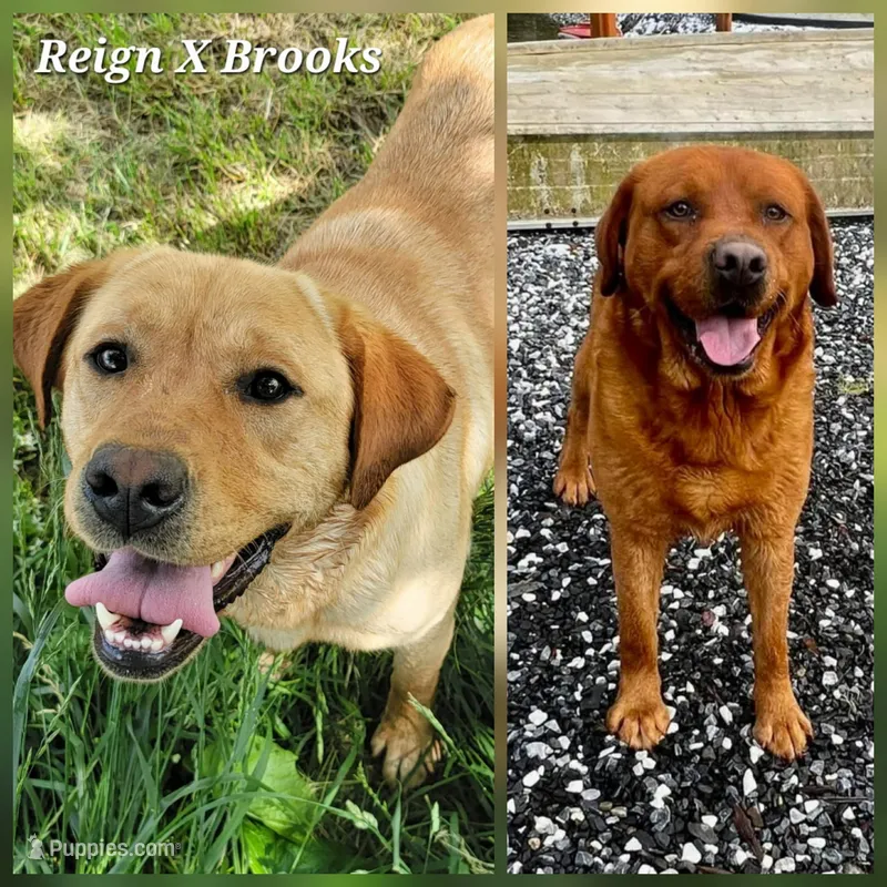 Fox Red Litter – Labrador Retriever puppy for sale in Oakville, WA