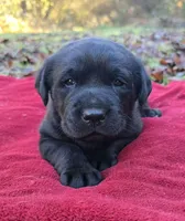 Cheeba X Fernando Male, a male Labrador Retriever for sale in Oakville, WA – Photo 8 of 10