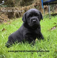 Cheeba X Fernando Male, a male Labrador Retriever for sale in Oakville, WA – Photo 1 of 10