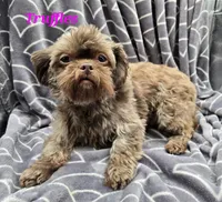 Truffles X Swiffer, a  Shih Tzu for sale in Oakville, WA – Photo 2 of 3