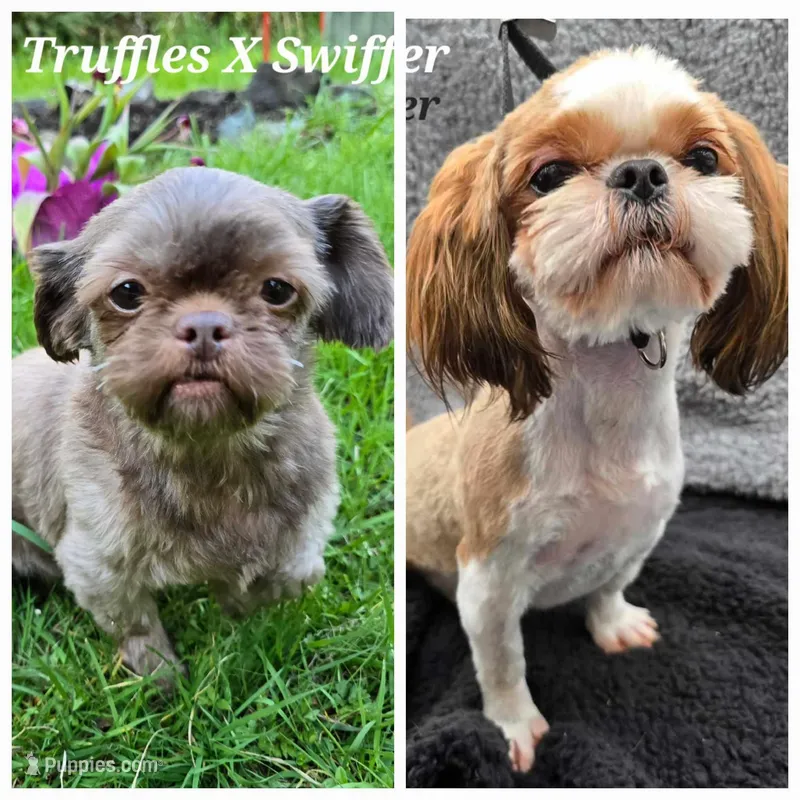 Truffles X Swiffer