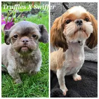 Truffles X Swiffer, a  Shih Tzu for sale in Oakville, WA – Photo 1 of 3