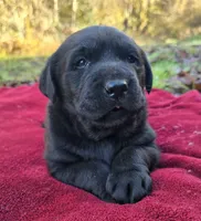 Cheeba X Fernando Male, a male Labrador Retriever for sale in Oakville, WA – Photo 5 of 10