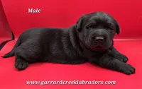Cheeba X Fernando Male, a male Labrador Retriever for sale in Oakville, WA – Photo 9 of 10
