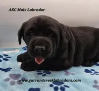 Cheeba X Fernando Male, a male Labrador Retriever for sale in Oakville, WA – Photo 3 of 10