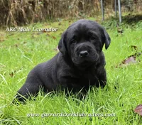 Cheeba X Fernando Male, a male Labrador Retriever for sale in Oakville, WA – Photo 2 of 10