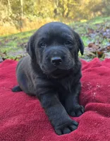 Cheeba X Fernando Male, a male Labrador Retriever for sale in Oakville, WA – Photo 6 of 10