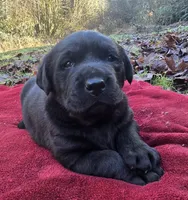 Cheeba X Fernando Male, a male Labrador Retriever for sale in Oakville, WA – Photo 4 of 10